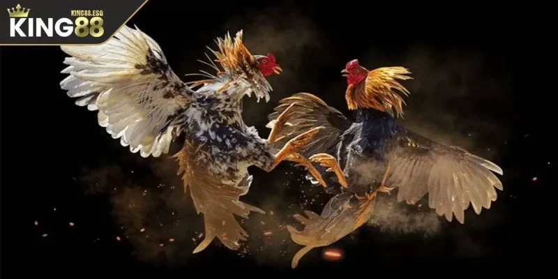 Tổng quan về đá gà cựa dao độc đáo